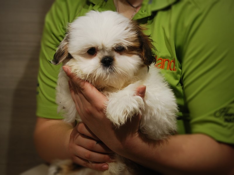 Shih Tzu Dog Male br blk & wh 17495