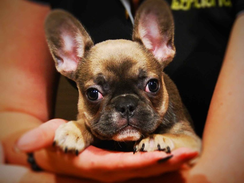 French Bulldog Dog Female Blue Fawn 17537