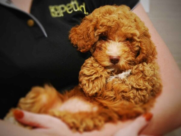 Poodle DOG Female Red 17538 Petland Iowa City, Iowa