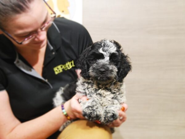 Cockapoo-DOG-Female-Black/White-17543-Petland Iowa City, Iowa