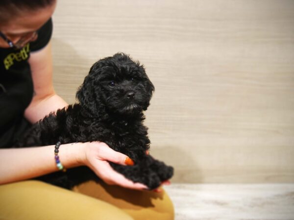 Cockapoo DOG Female Black 17542 Petland Iowa City, Iowa