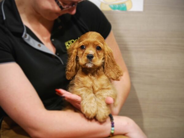 Cocker Spaniel DOG Female Red 17540 Petland Iowa City, Iowa