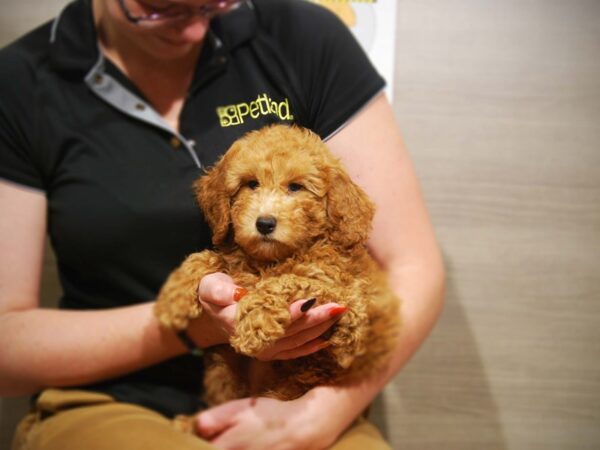 Poodle DOG Male Red 17539 Petland Iowa City, Iowa