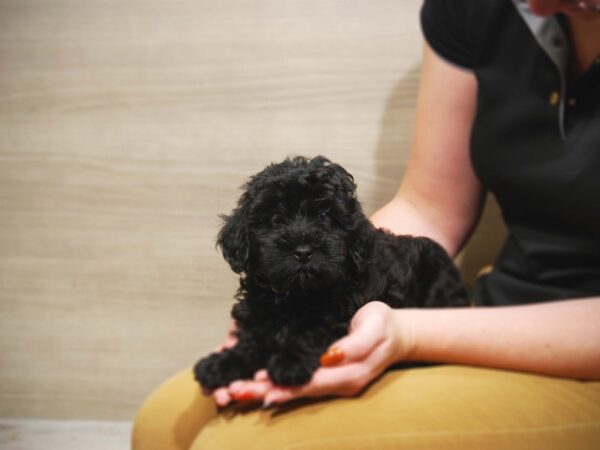 Poodle/Havanese DOG Male Black 17536 Petland Iowa City, Iowa