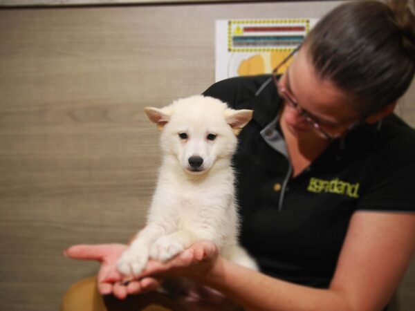 Alaskan Klee Kai/American Eskimo-DOG-Male-Buff-17535-Petland Iowa City, Iowa