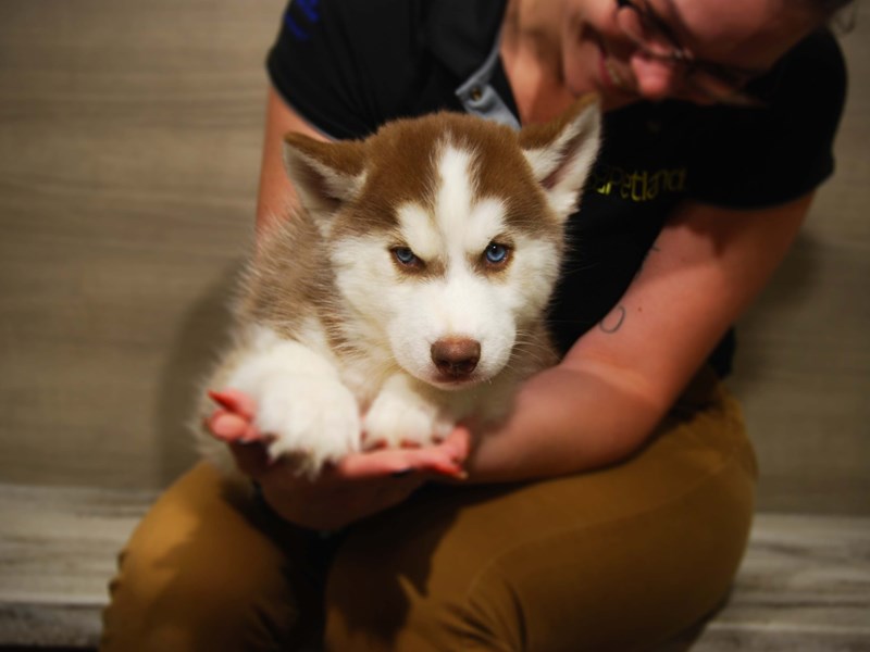 Siberian Husky Dog Male Red / White 17534