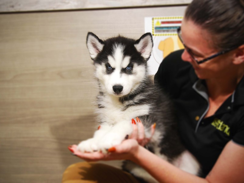 Siberian Husky Dog Female Black / White 17533