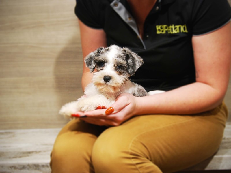 Miniature Schnauzer Dog Female Blue Merle / White 17532