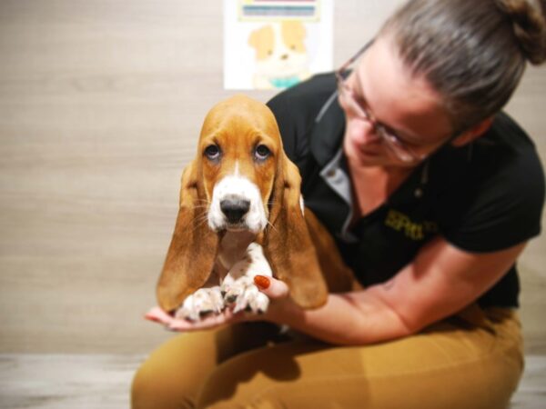 Basset Hound DOG Male Red / White 17531 Petland Iowa City, Iowa