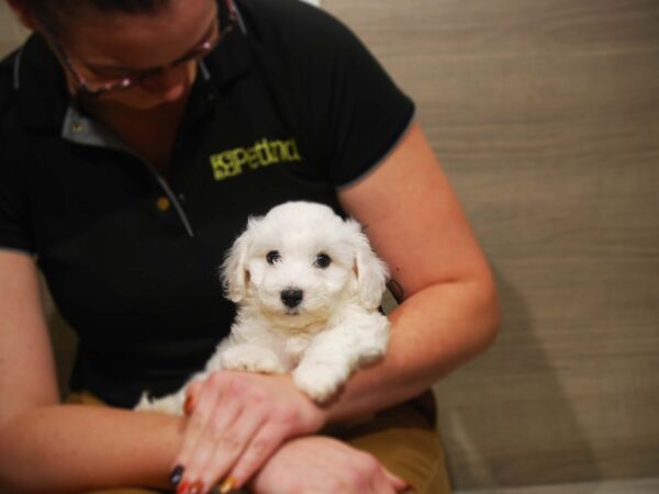 Bichon Frise DOG Male White 17528 Petland Iowa City, Iowa