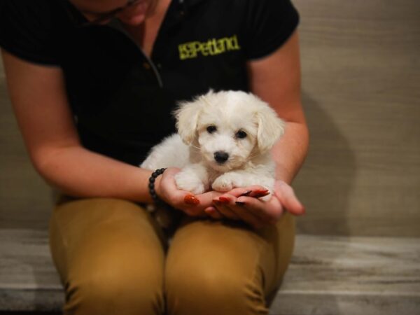 Bichon Frise DOG Male White 17527 Petland Iowa City, Iowa