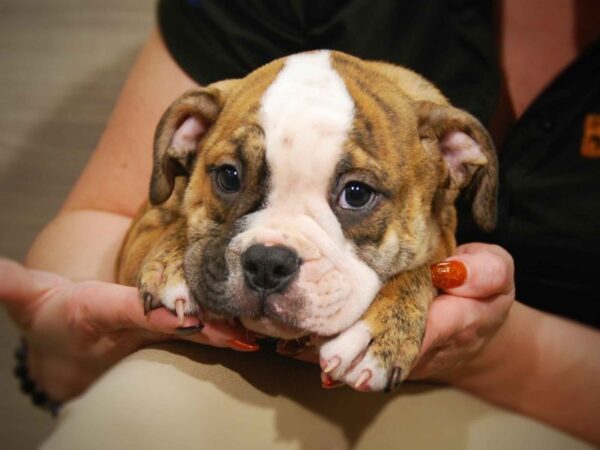 American Bulldog-DOG-Male-Brindle / White-17546-Petland Iowa City, Iowa