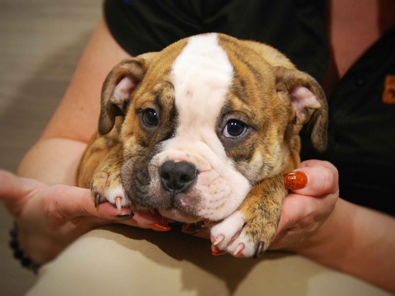 American Bulldog Dog Male Brindle / White 17546