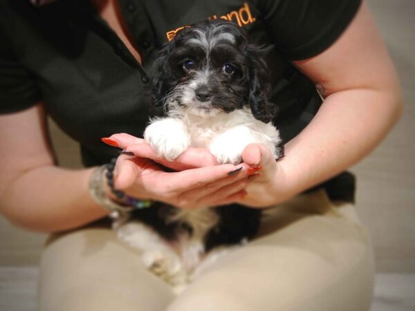 Cavapoo DOG Female Black / White 17547 Petland Iowa City, Iowa