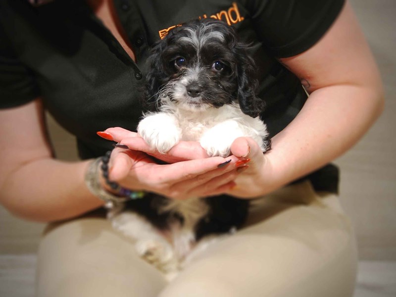 Cavapoo Dog Female Black / White 17547