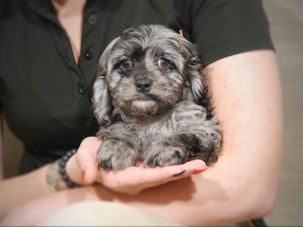 Cavapoo DOG Male Blue Merle 17548 Petland Iowa City, Iowa