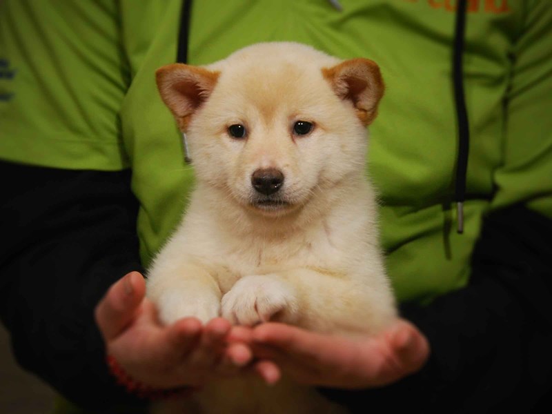 Shiba Inu Dog Female Cream 17549