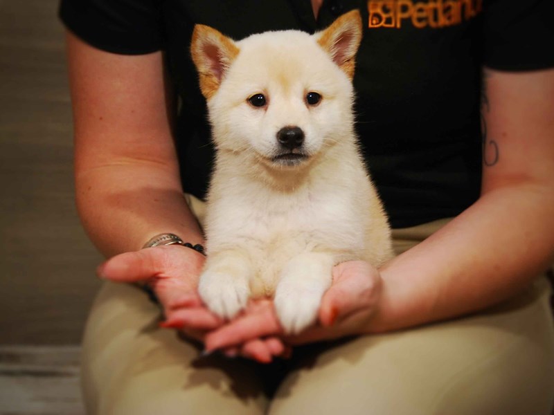 Shiba Inu Dog Male Cream 17550