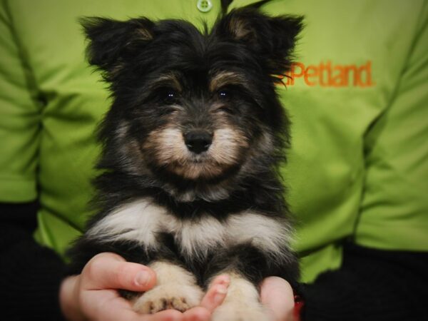 HavaPom-DOG-Female-Blk & Tn-17551-Petland Iowa City, Iowa