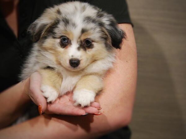 Australian Shepherd-DOG-Female-Blue Merle-17552-Petland Iowa City, Iowa