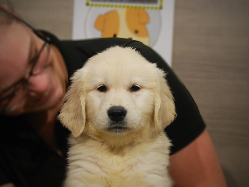 Golden Retriever Dog Male Cream 17554