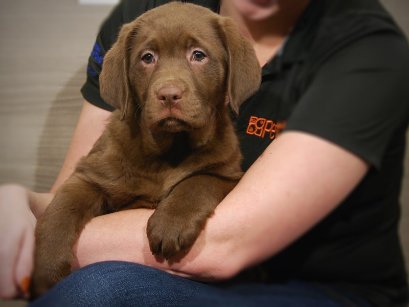 Labrador Retriever Dog Female Chocolate 17555