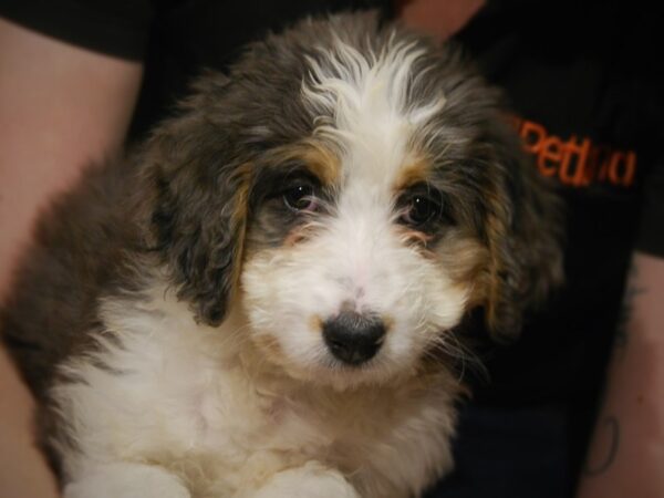 Poodle/Bernese Mountain Dog DOG Female Blue Merle 17559 Petland Iowa City, Iowa