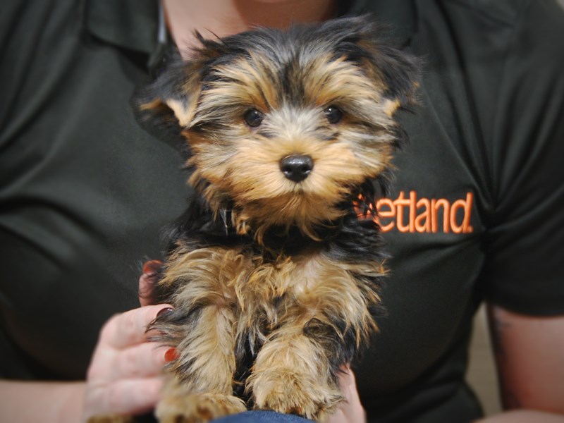 Yorkshire Terrier Dog Female Blk/Gld 17563