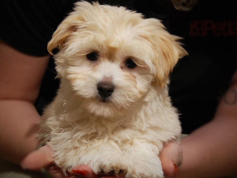 Havanese Dog Female 17564