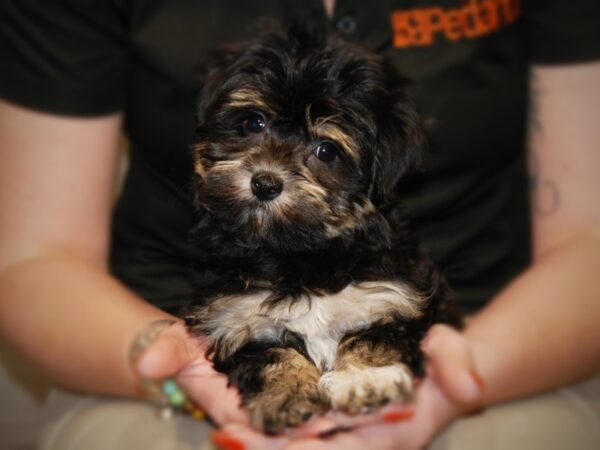 Havanese DOG Female 17565 Petland Iowa City, Iowa