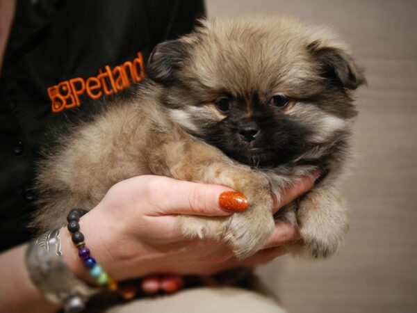 PekaPom DOG Male org sbl 17566 Petland Iowa City, Iowa