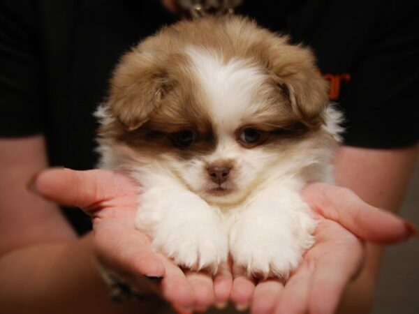 PekaPom DOG Female gld & wh 17568 Petland Iowa City, Iowa