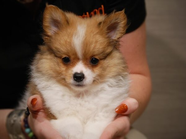 Pomeranian DOG Male org & wh 17569 Petland Iowa City, Iowa