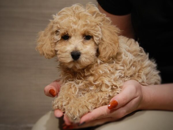 Bichapoo-DOG-Female-Apricot-tan-17572-Petland Iowa City, Iowa