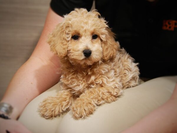 Bichapoo-DOG-Female-Apricot-tan-17573-Petland Iowa City, Iowa