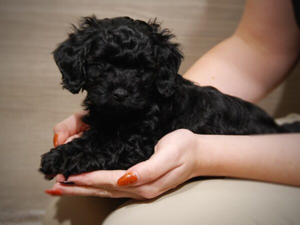 Cockapoo-DOG-Female-Blk-17575-Petland Iowa City, Iowa