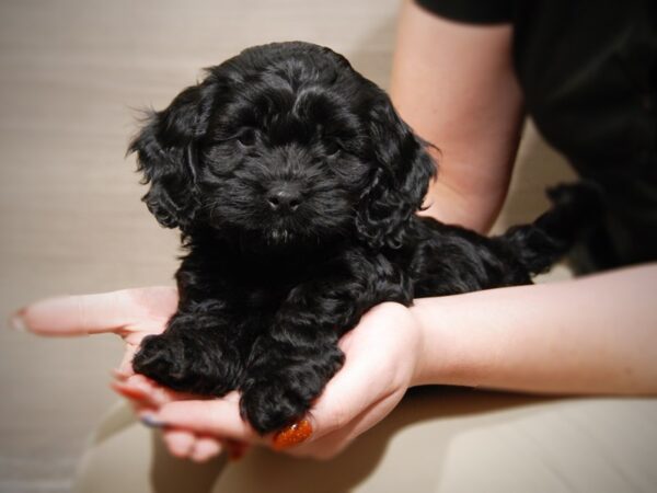 Cockapoo DOG Male Blk 17576 Petland Iowa City, Iowa