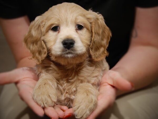 Cockapoo DOG Male Apricot 17577 Petland Iowa City, Iowa