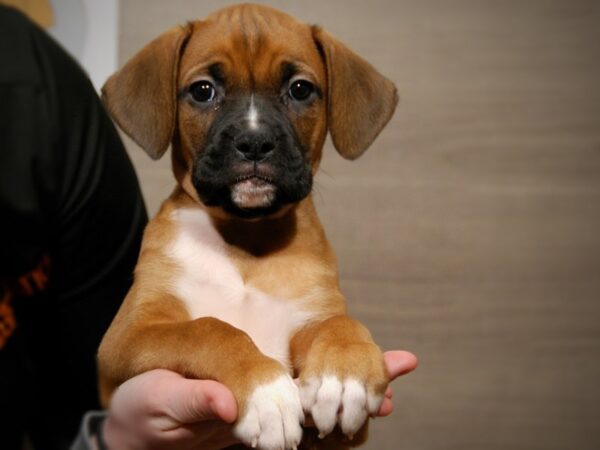 Boxer DOG Female Fawn 17579 Petland Iowa City, Iowa