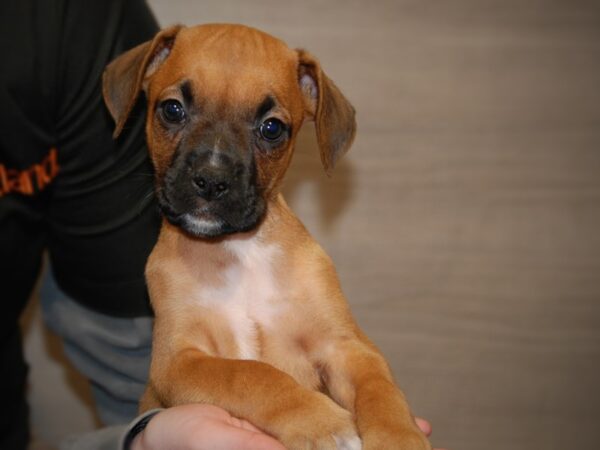 Boxer DOG Male Fawn 17580 Petland Iowa City, Iowa