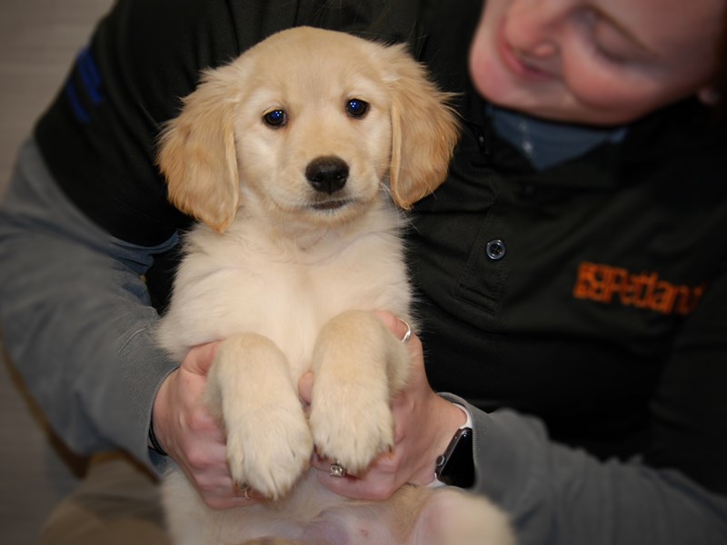Golden Retriever Dog Female Cream 17582