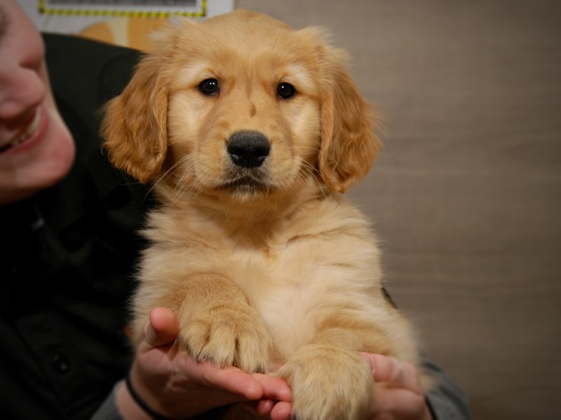 Golden Retriever Dog Male Cream 17583