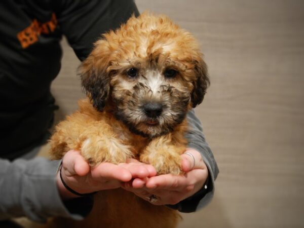 Soft Coated Wheaten Terrier DOG Female Wheaten 17584 Petland Iowa City, Iowa