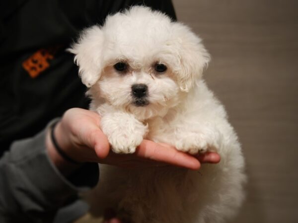 Bichon Frise DOG Female White 17586 Petland Iowa City, Iowa