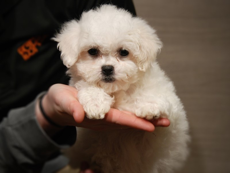 Bichon Frise Dog Female White 17586