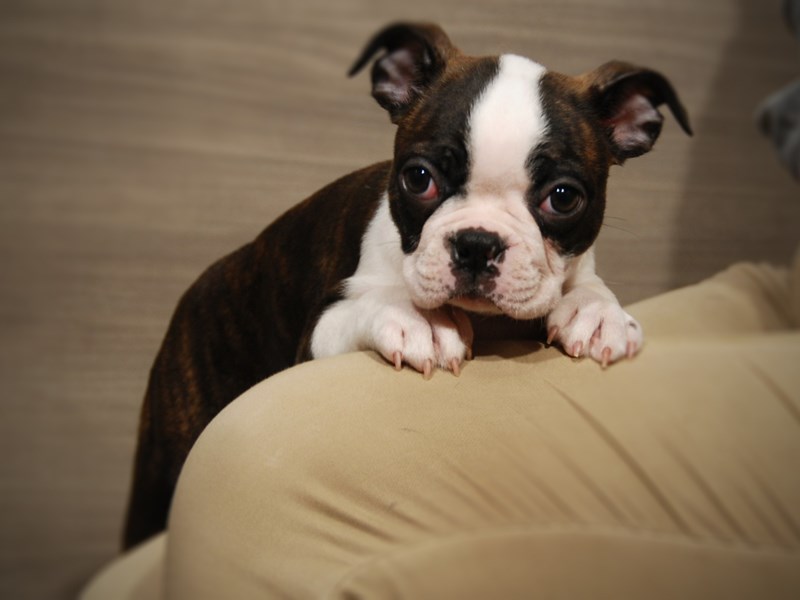 Boston Terrier Dog Female Brindle / White 17587