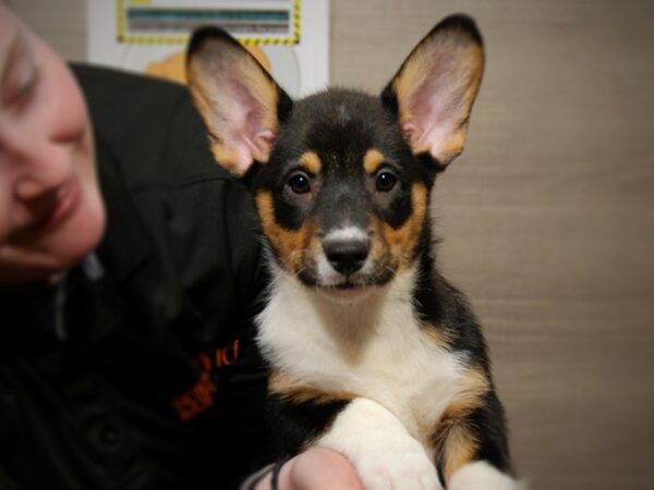 Cardigan Welsh Corgi DOG Male Black / White 17553 Petland Iowa City, Iowa