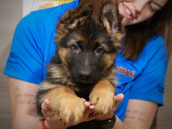 German Shepherd DOG Male Black/Tan 17588 Petland Iowa City, Iowa