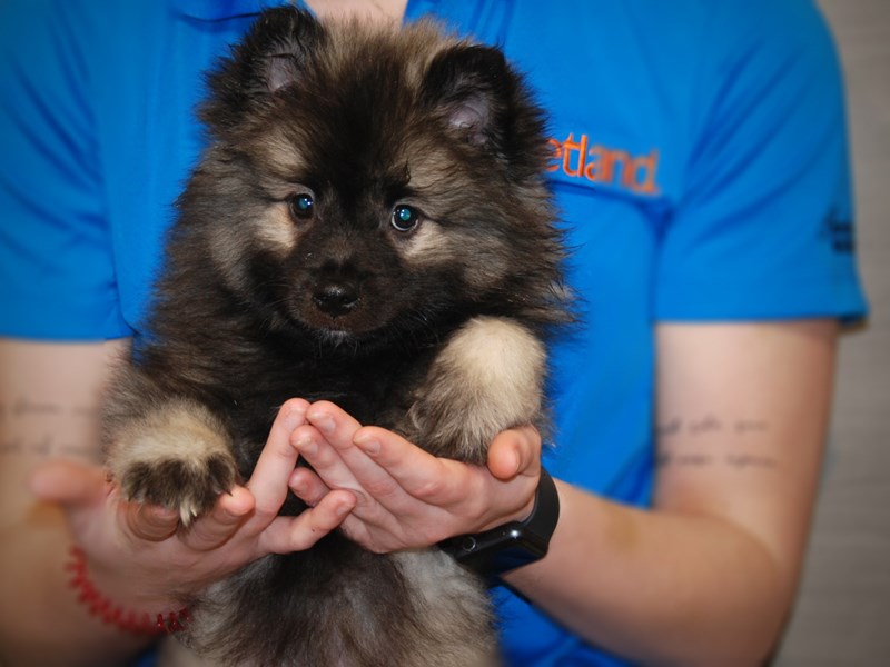 Keeshond Dog Female Black / Silver 17589
