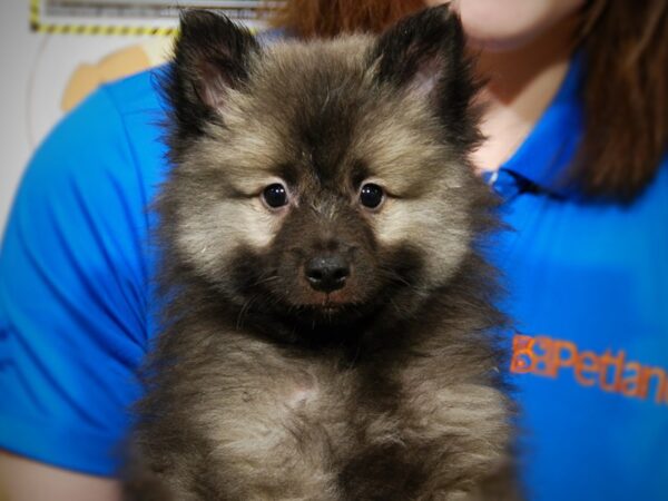 Keeshond DOG Male Black / Silver 17590 Petland Iowa City, Iowa